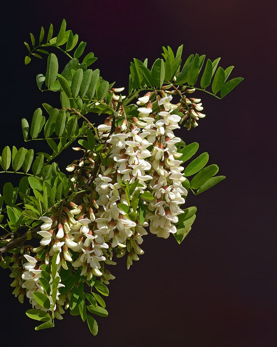 Illustration botanique de l'acacia (faux-acacia)