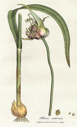 Illustration de Ail d'hiver