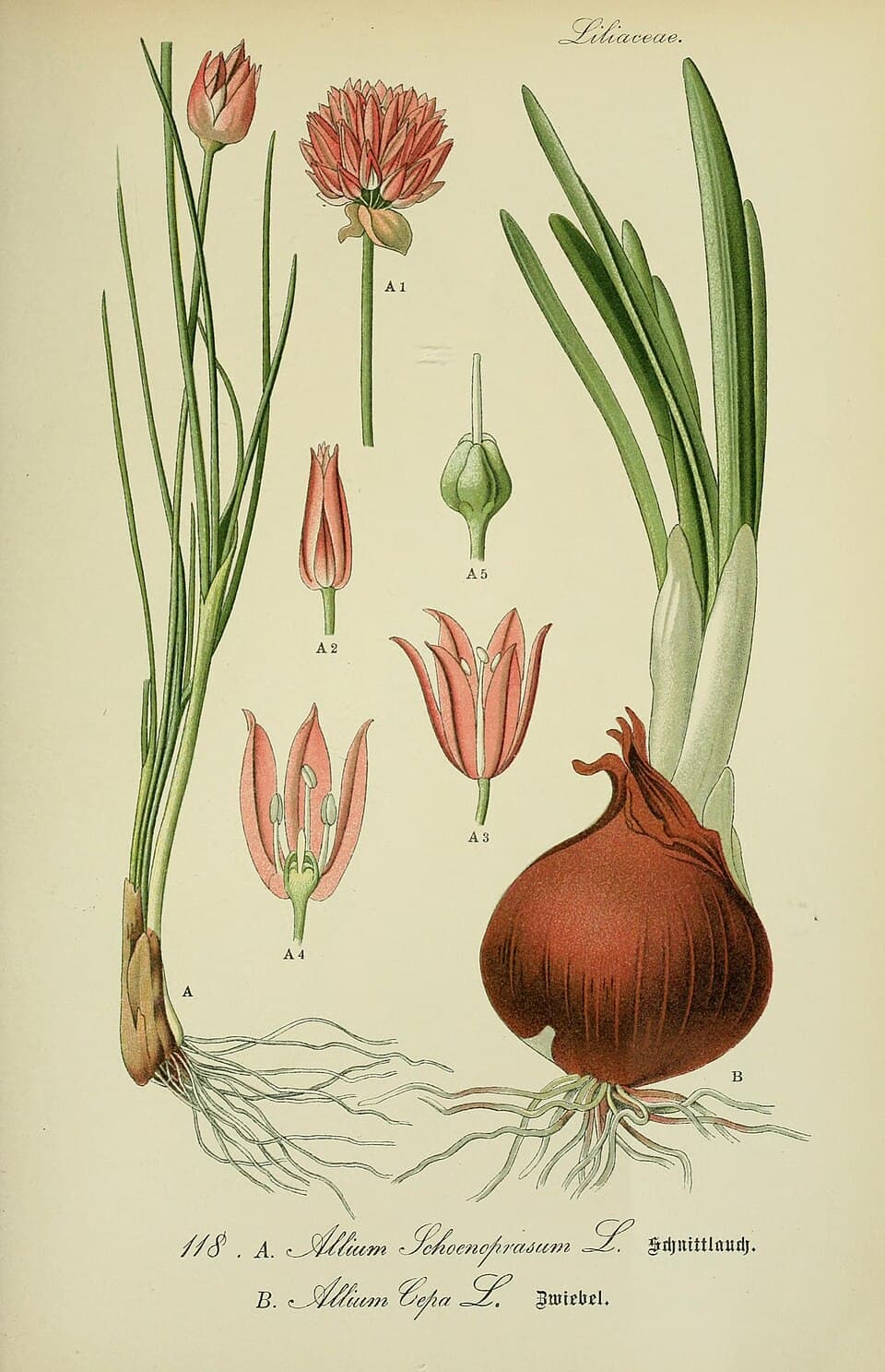 Illustration de Ail et oignon