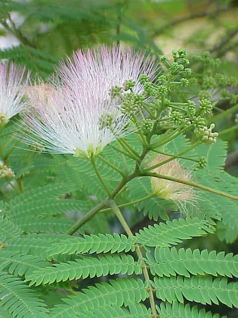Illustration de Albizia (arbre à soie)