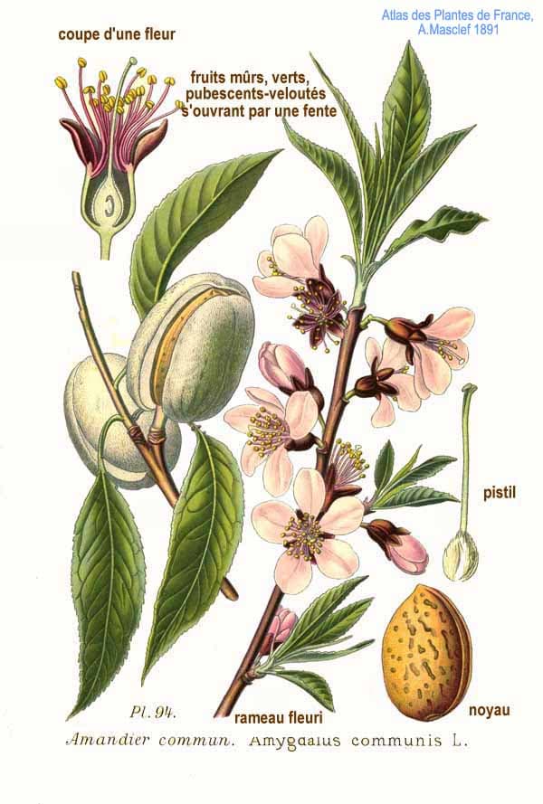 Illustration botanique de l'amandier
