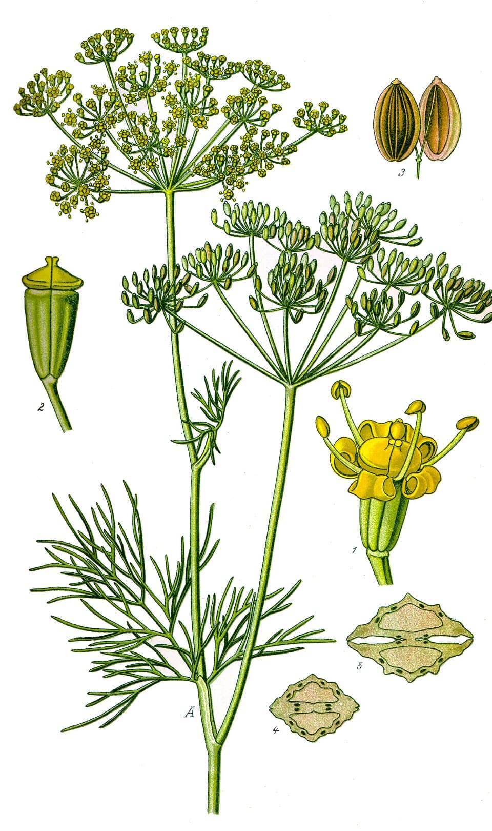 Illustration botanique de l'aneth