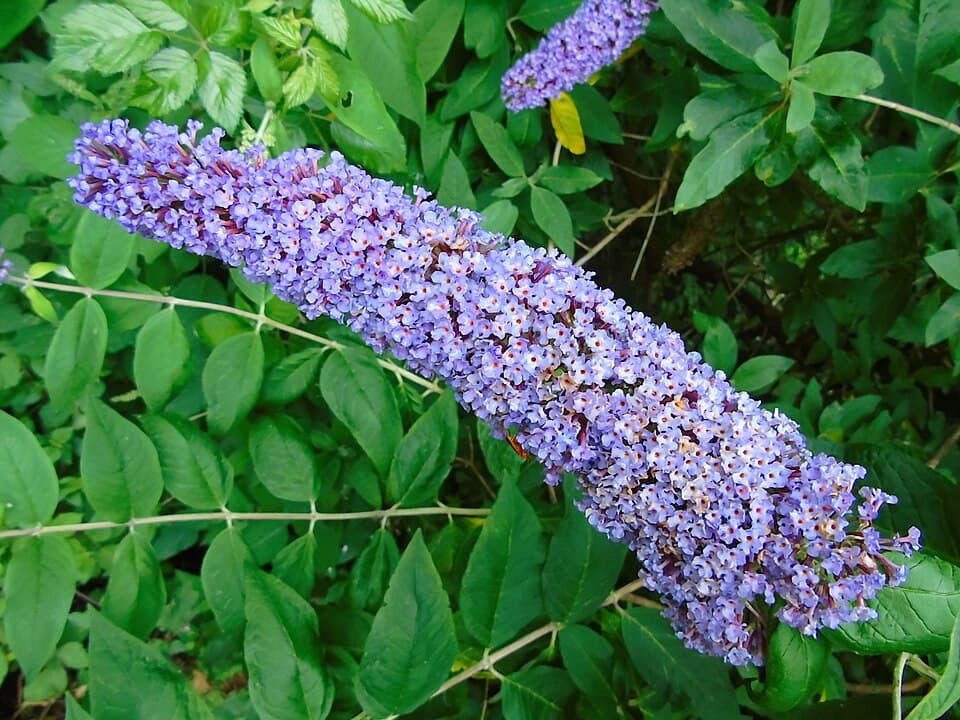 Illustration de Arbre à papillons (buddleia)