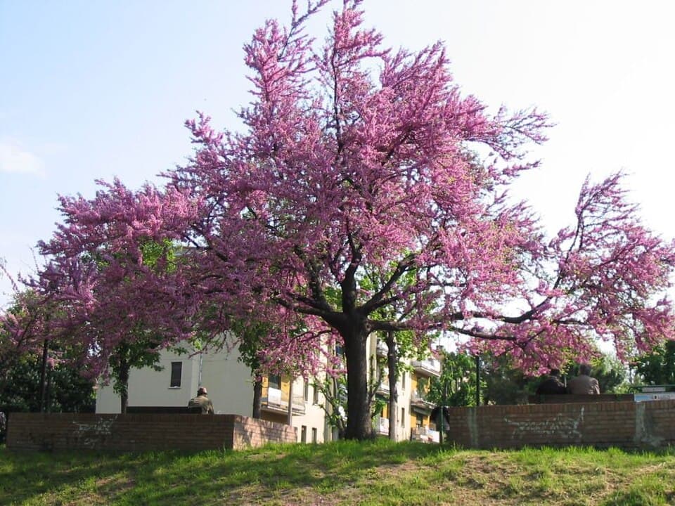 Illustration botanique de l'arbre de judée