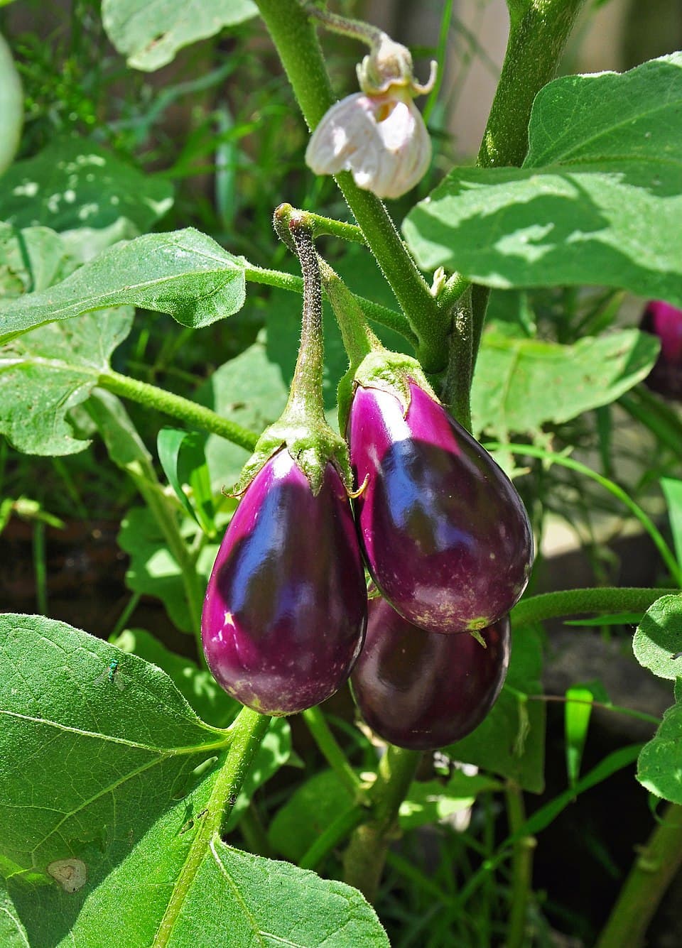 Illustration de Aubergine