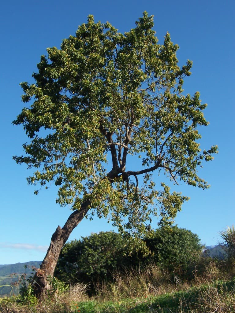 Illustration de Avocatier (noyau)