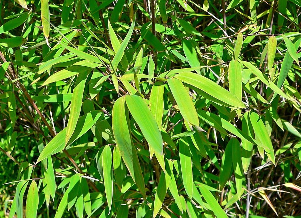 Illustration botanique de le bambou non traçant