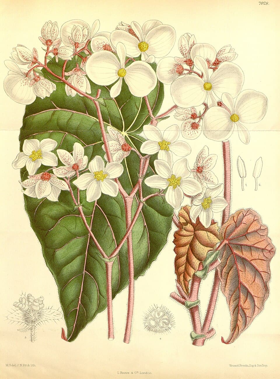 Illustration botanique de le bégonia