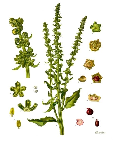 Illustration de Betterave rouge
