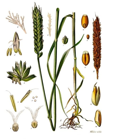 Illustration de Blé