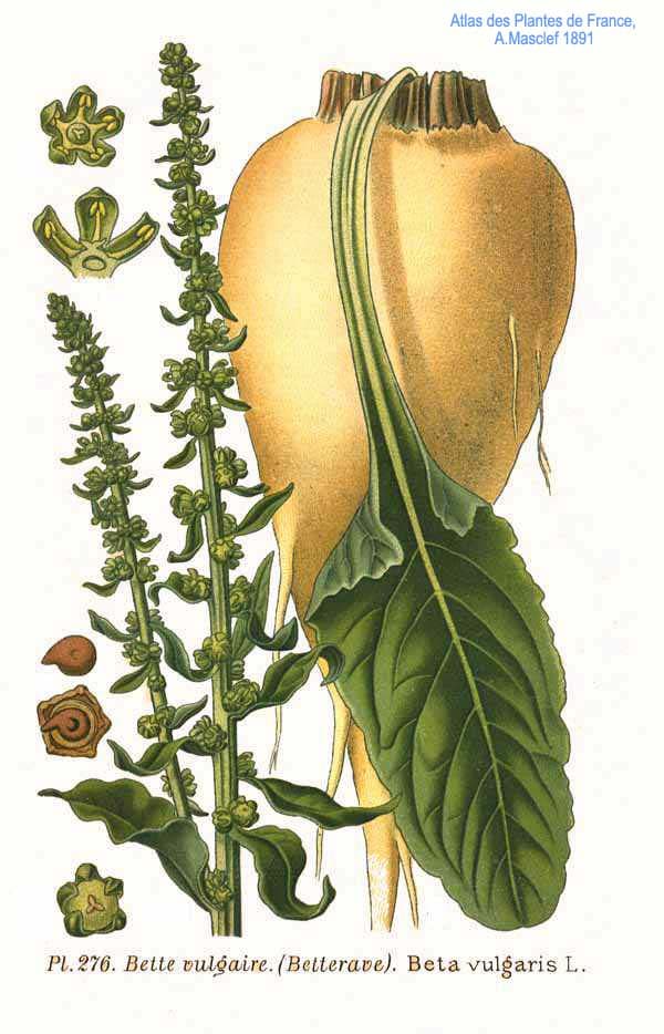 Illustration de Blette