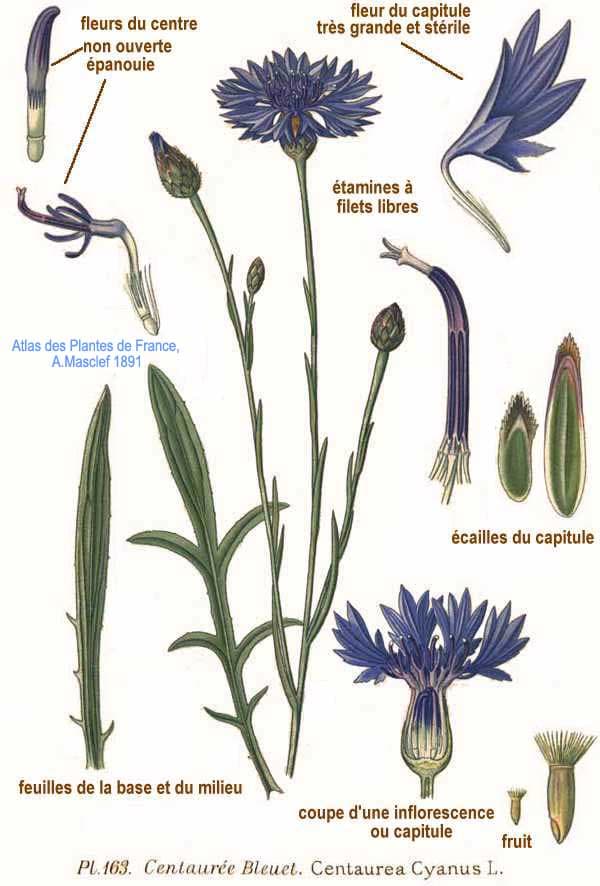 Illustration botanique de le bleuet