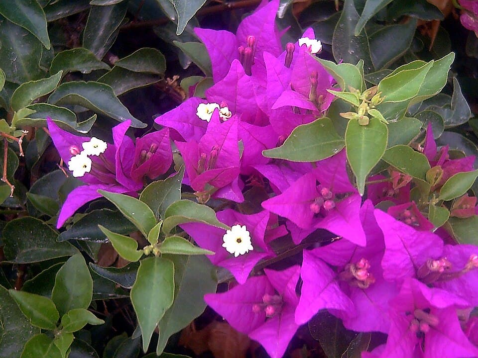 Illustration de Bougainvillier