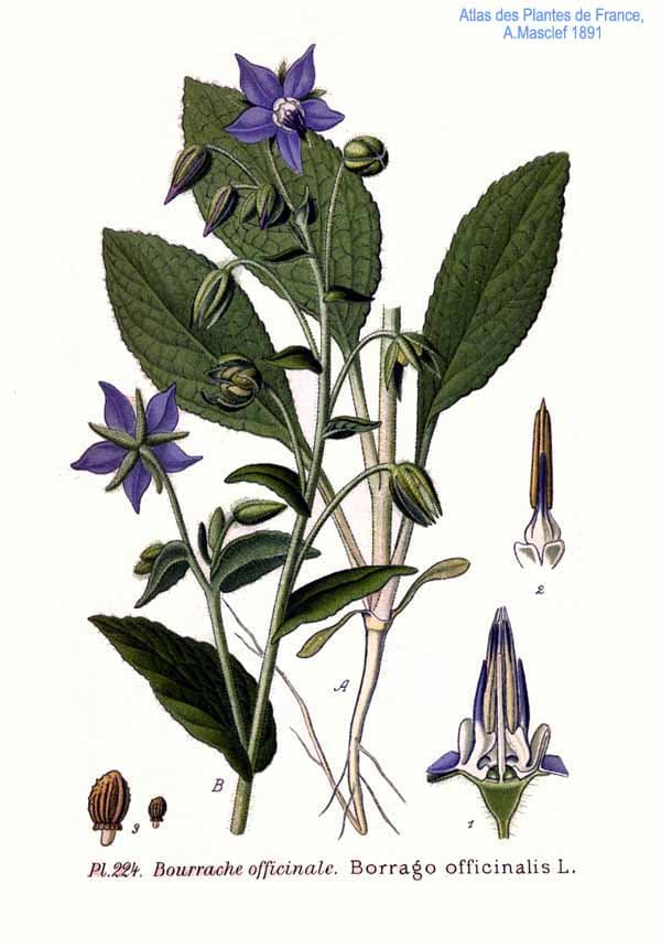 Illustration de Bourrache