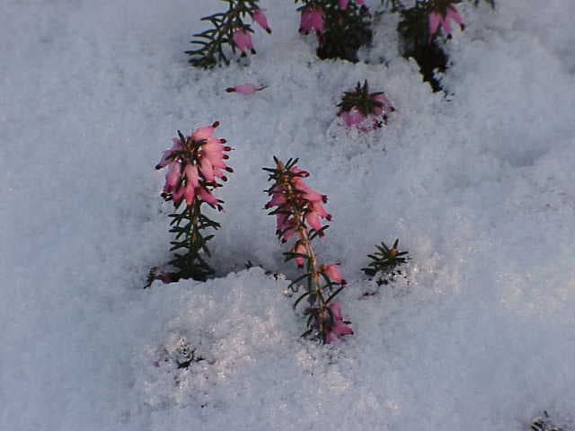 Illustration de Bruyère d'hiver