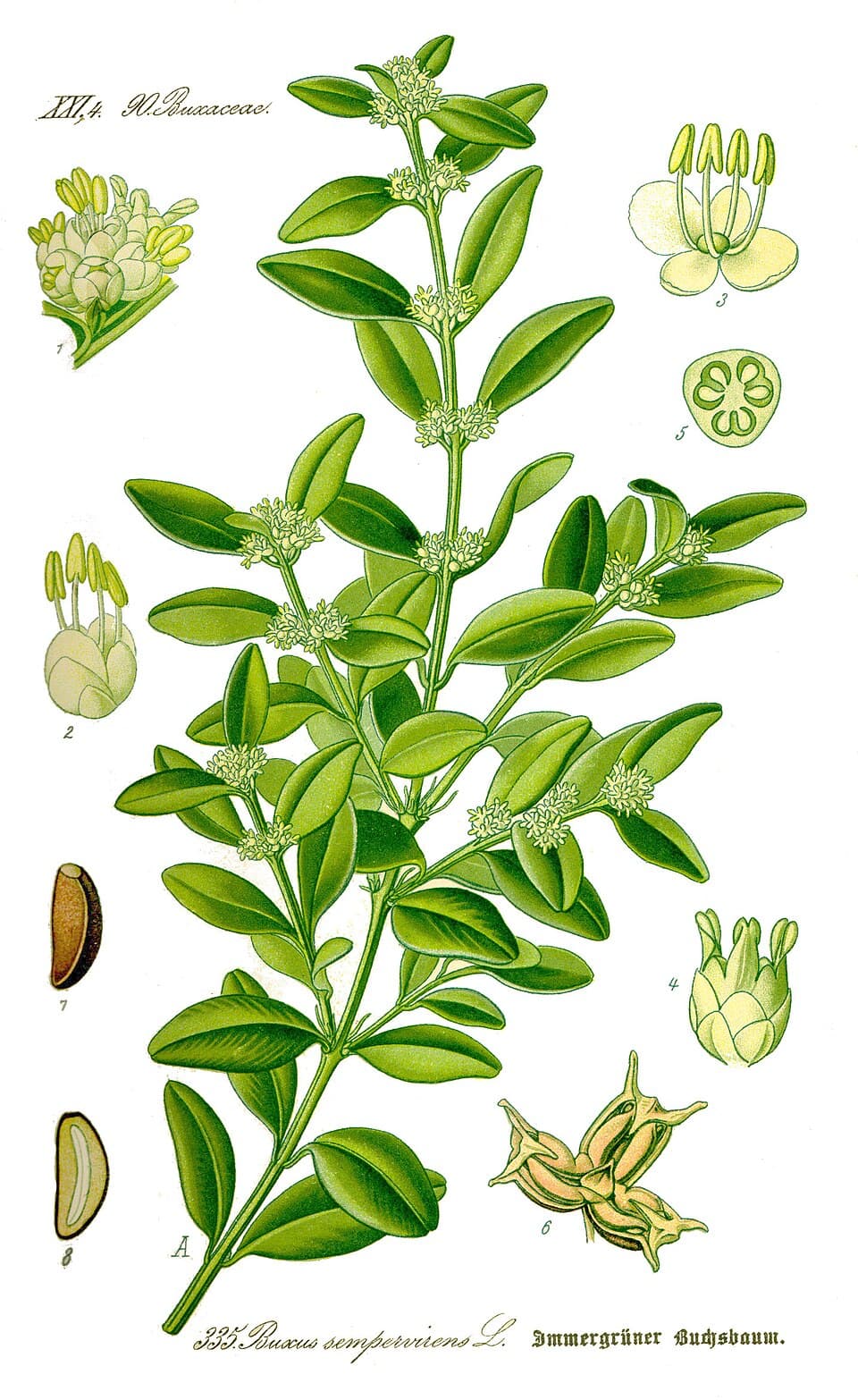 Illustration botanique de le buis
