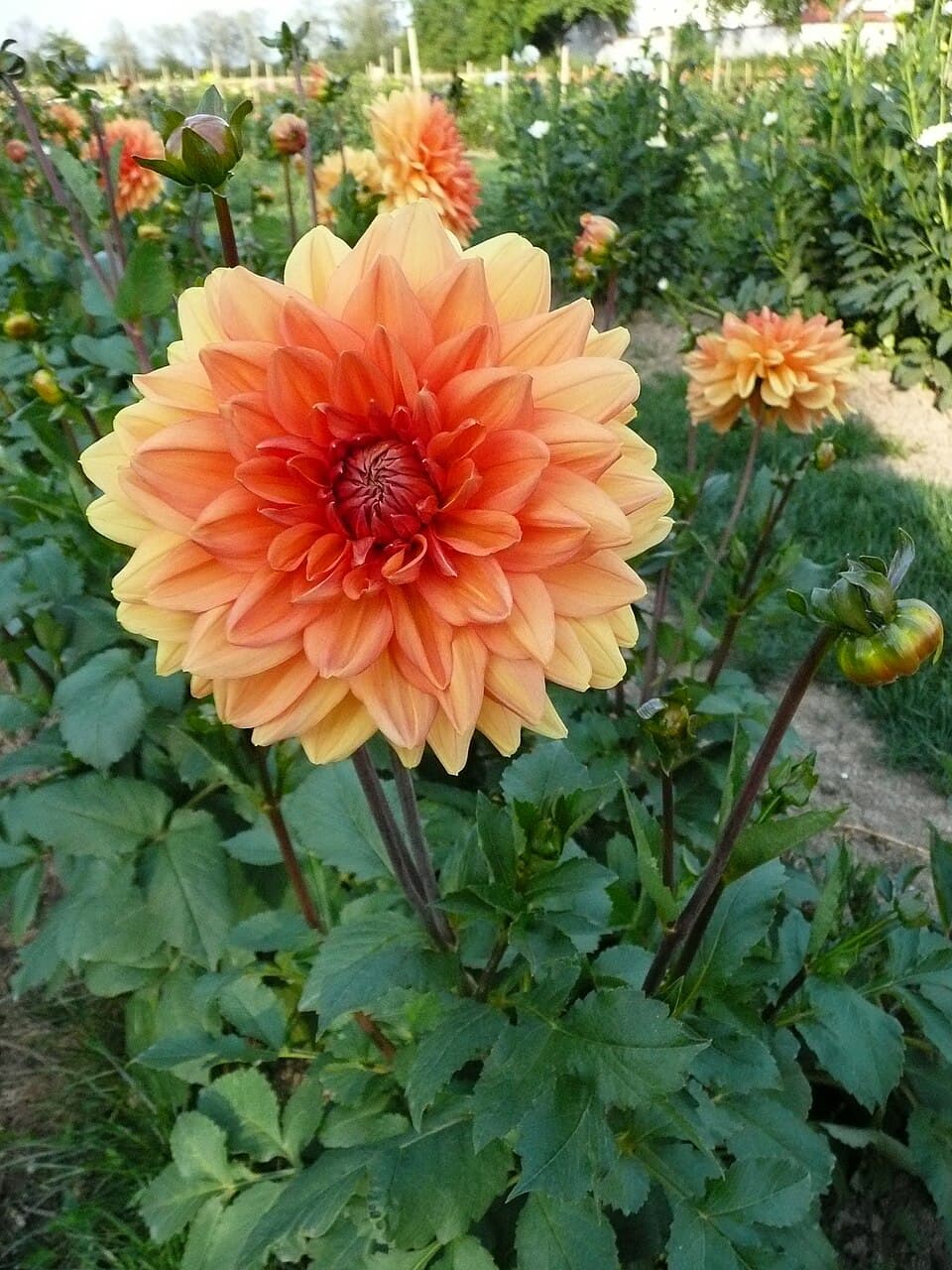 Illustration de Bulbe de dahlia
