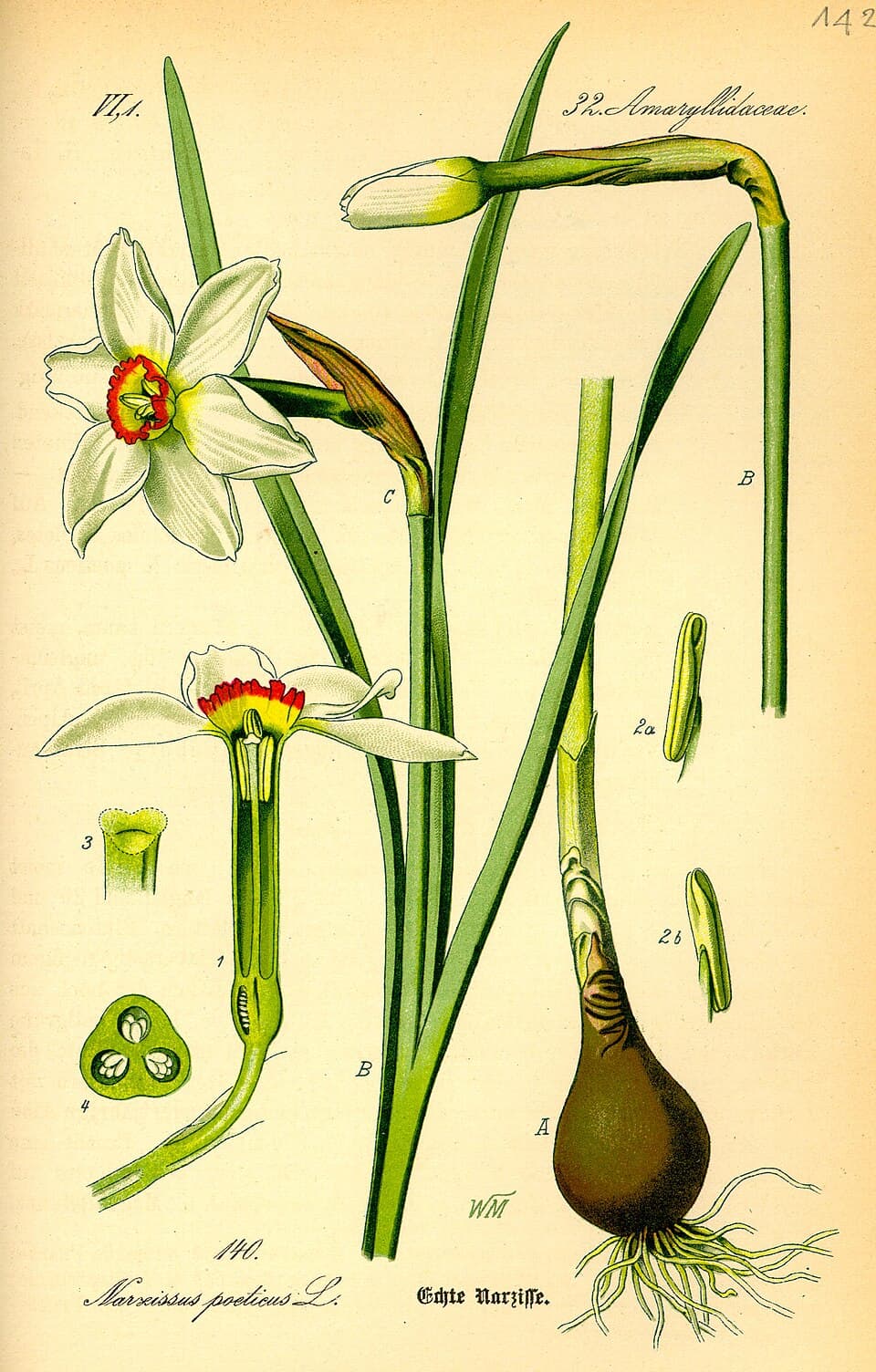Illustration de Bulbe de jonquille