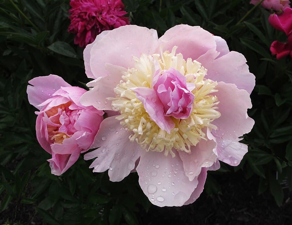 Illustration de Bulbe de pivoine