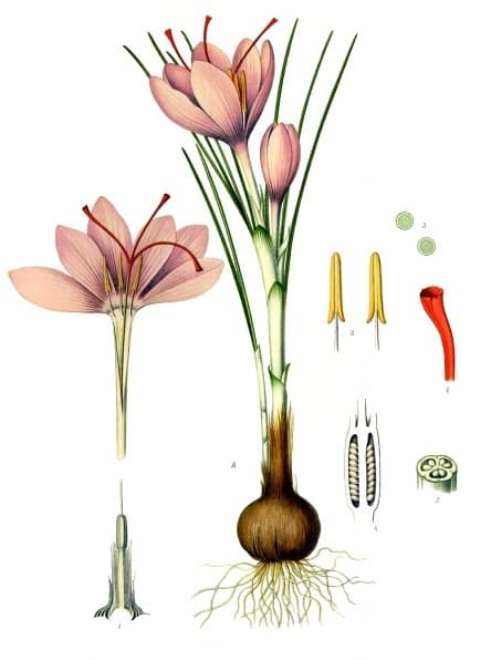 Illustration de Bulbe de safran (crocus)