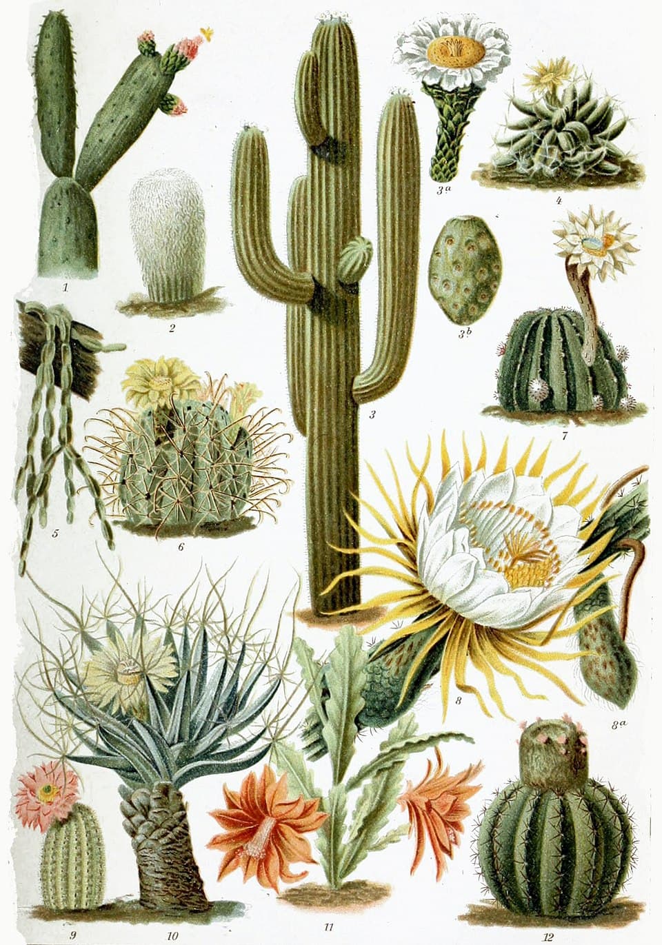 Illustration botanique de le cactus
