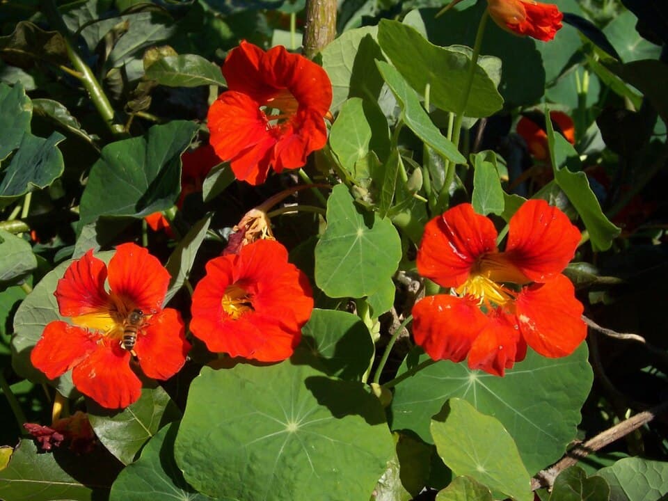 Illustration botanique de la capucine