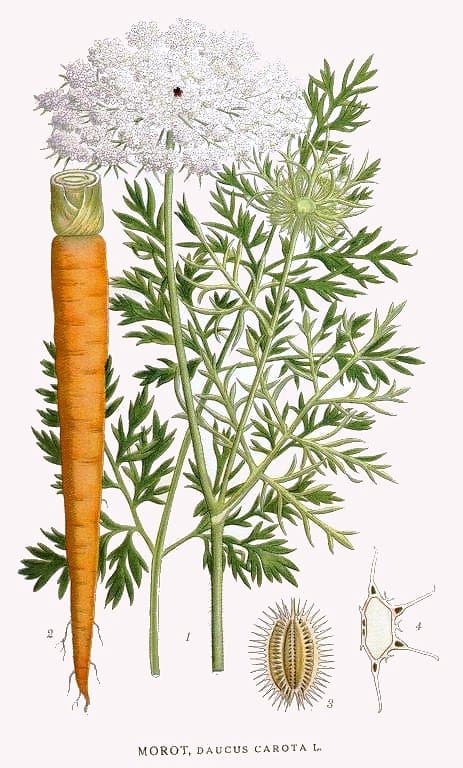 Illustration de Carotte