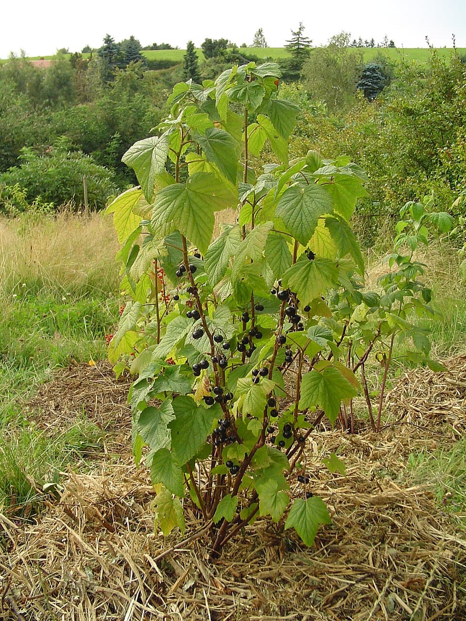 Illustration botanique de le cassis (groseillier noir)