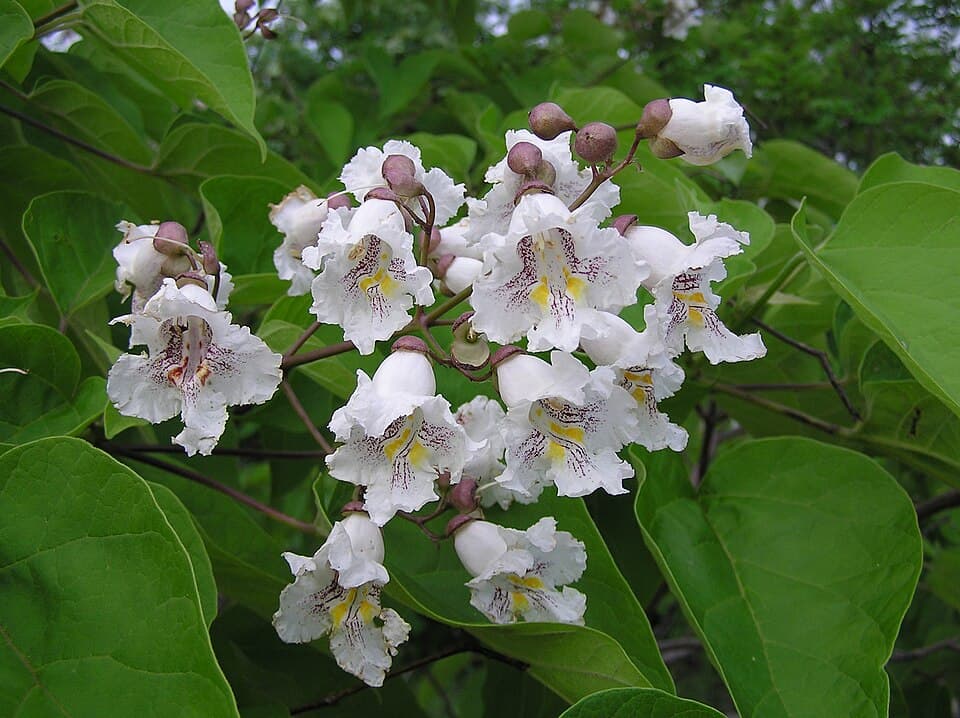 Illustration botanique de le catalpa