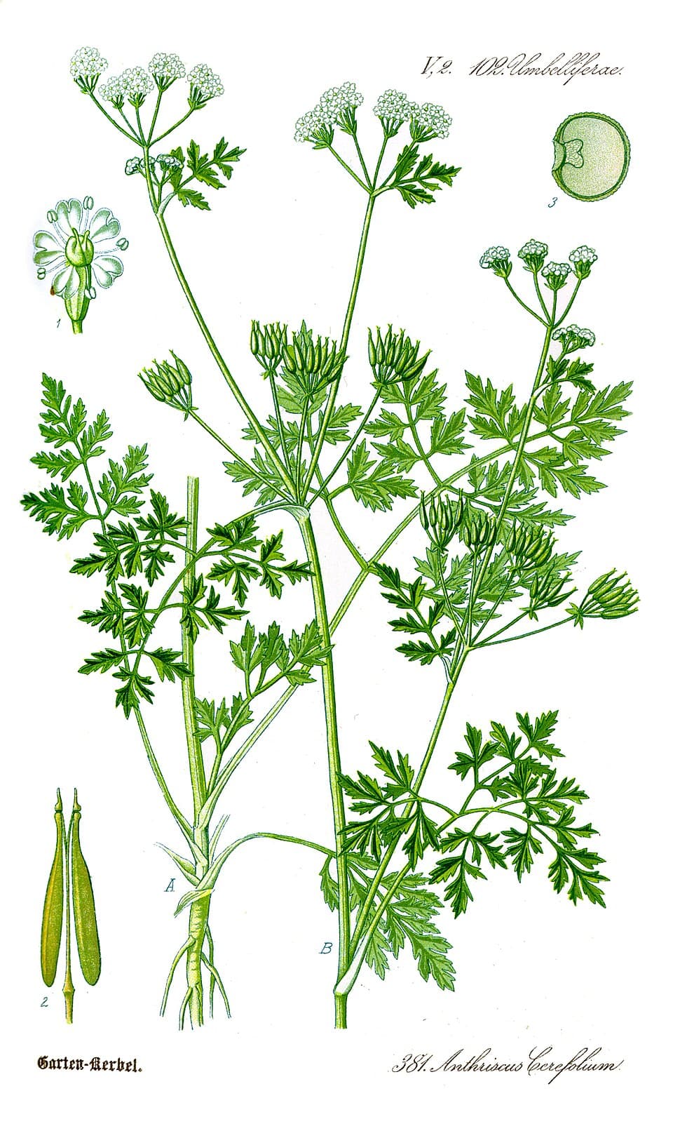 Illustration botanique de le cerfeuil