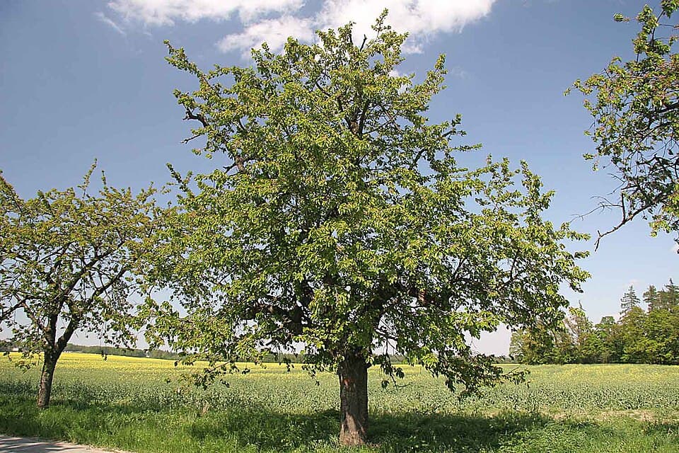 Illustration botanique de le cerisier bigarreau