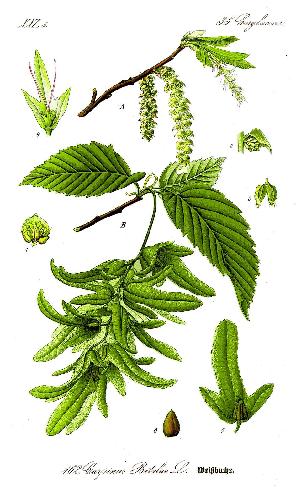 Illustration botanique de le charme