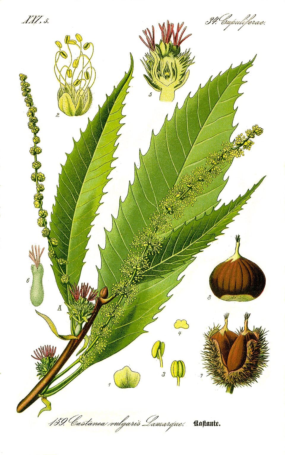 Illustration botanique de le châtaignier