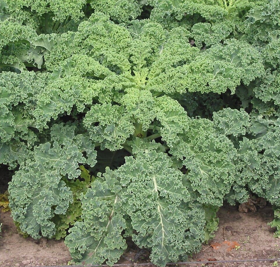 Illustration de Chou kale