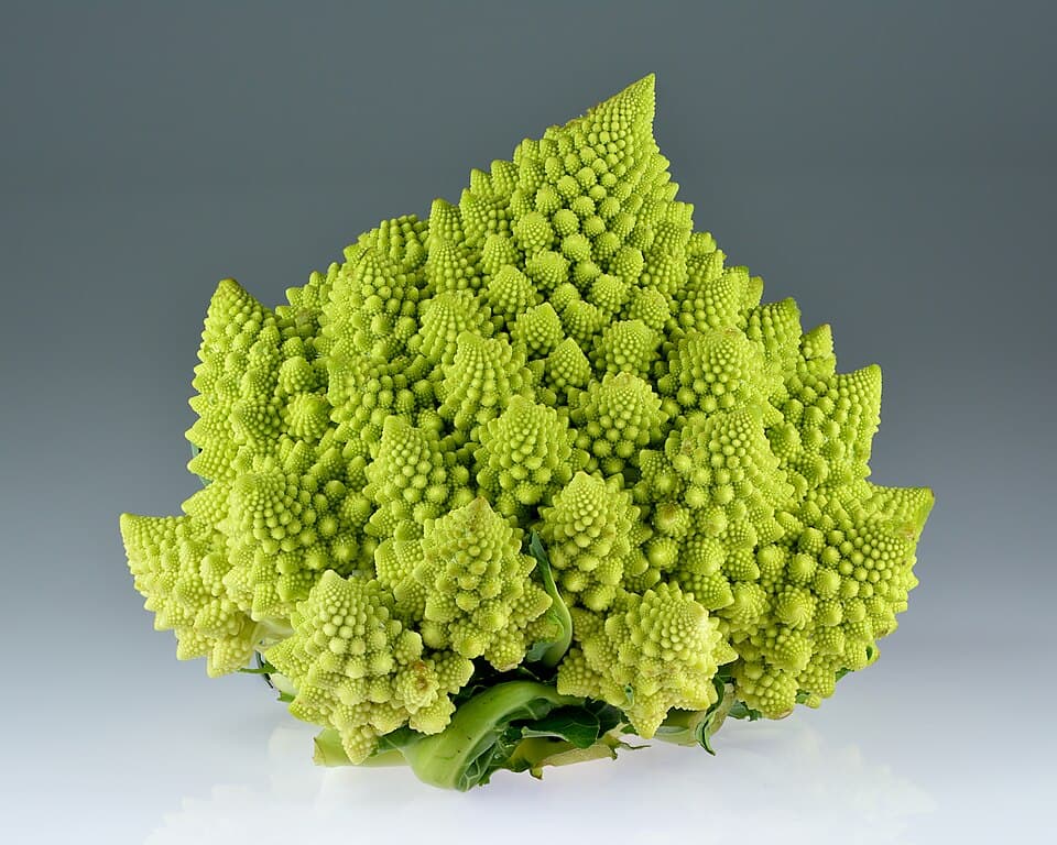 Illustration botanique de le chou romanesco