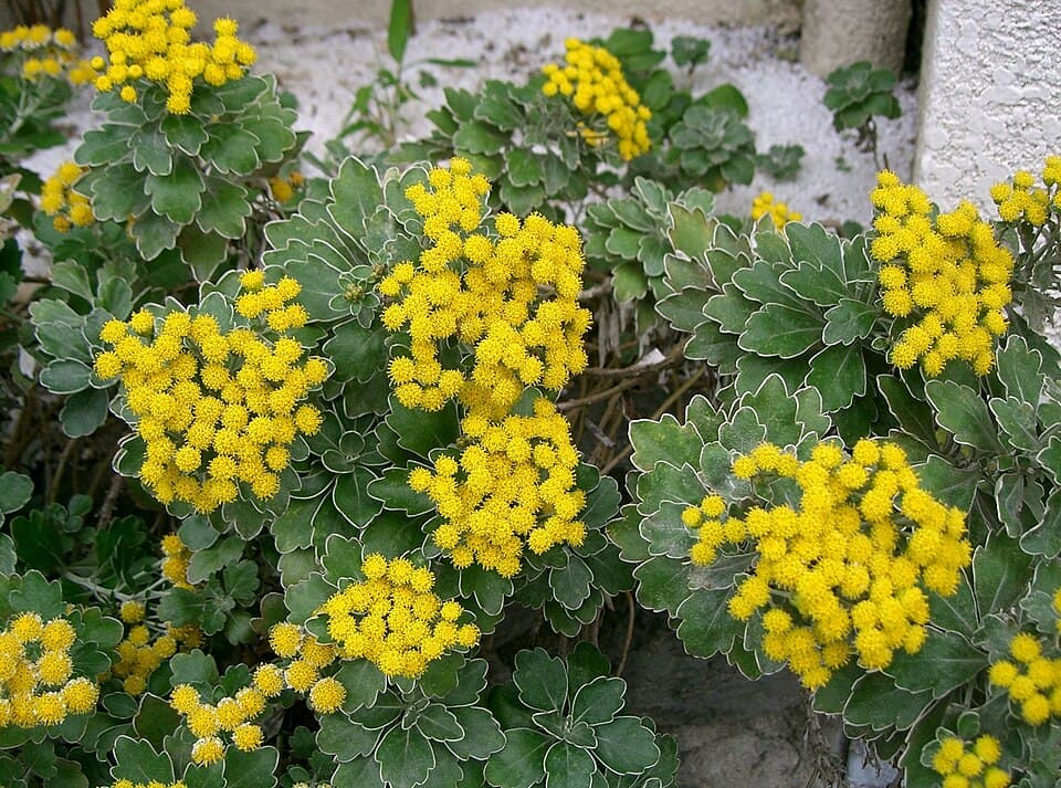 Illustration de Chrysanthème
