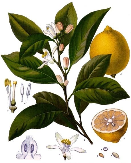 Illustration de Citronnier