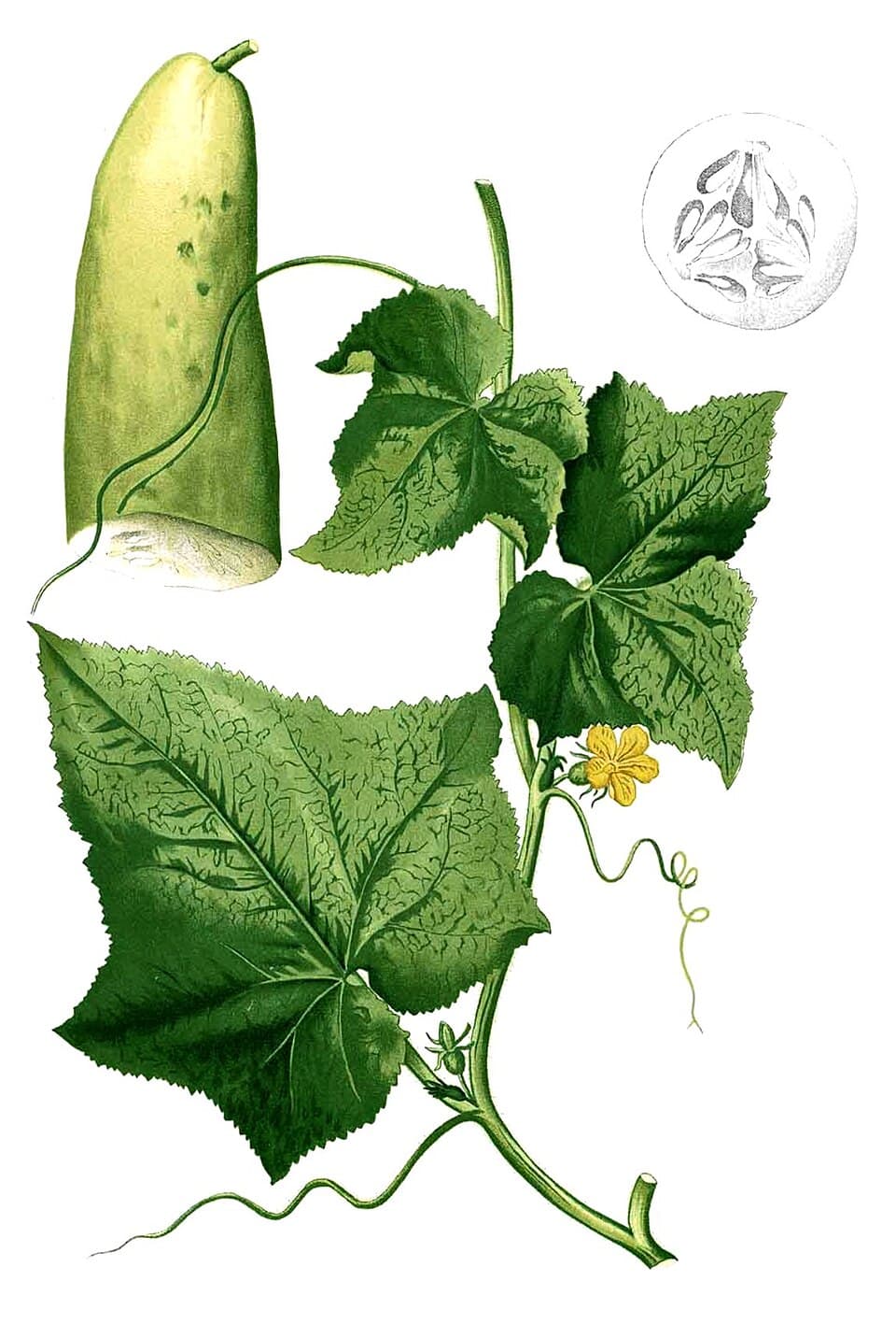 Illustration de Concombre