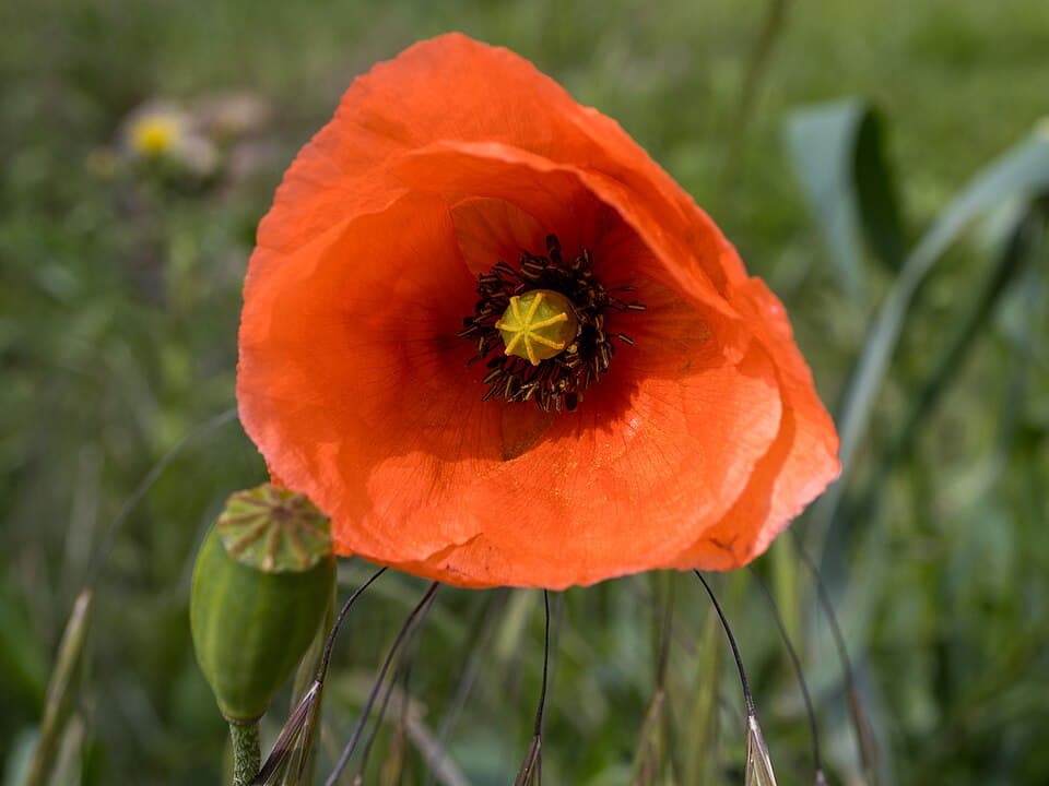 Illustration botanique de le coquelicot