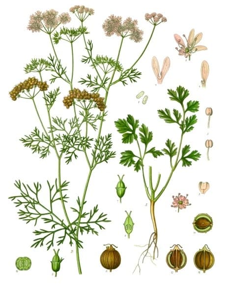 Illustration botanique de la coriandre
