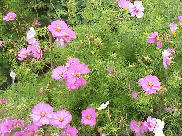 Illustration botanique de le cosmos