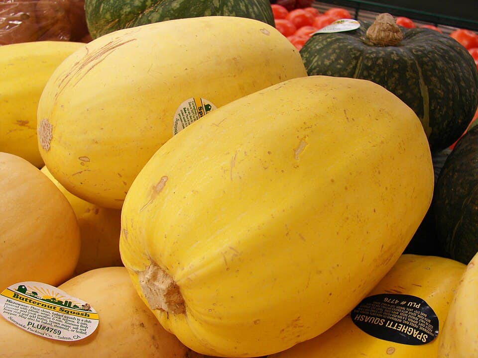 Illustration botanique de la courge spaghetti