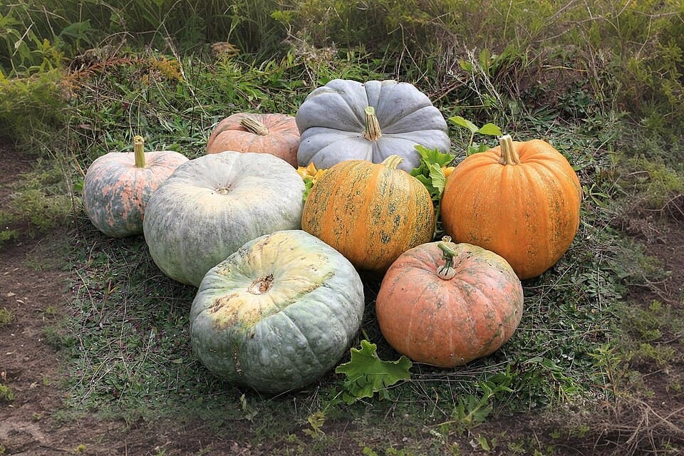 Illustration botanique de la courge