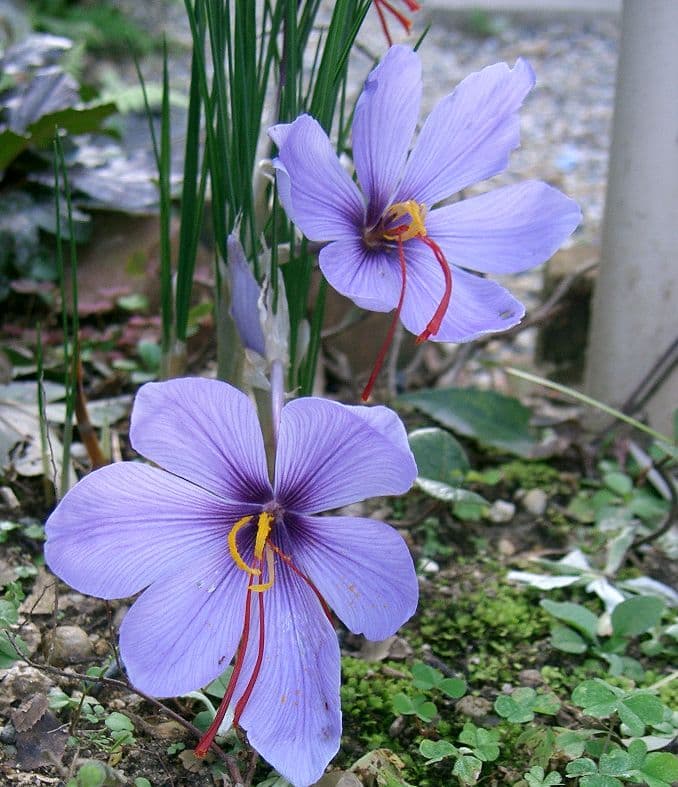 Illustration botanique de le crocus à safran