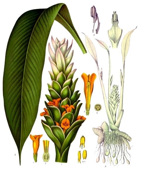 Illustration botanique de le curcuma