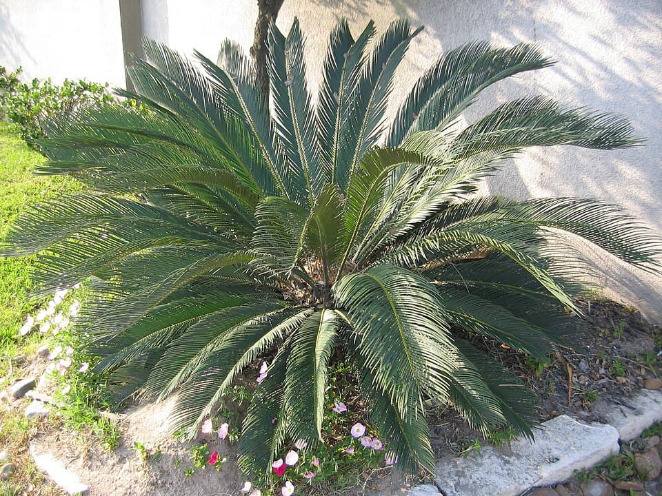 Illustration de Cycas