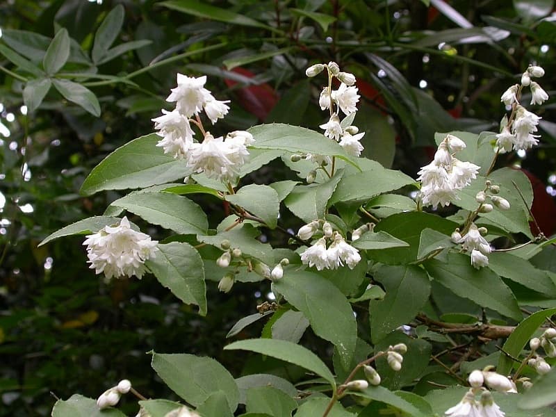 Illustration botanique de le deutzia