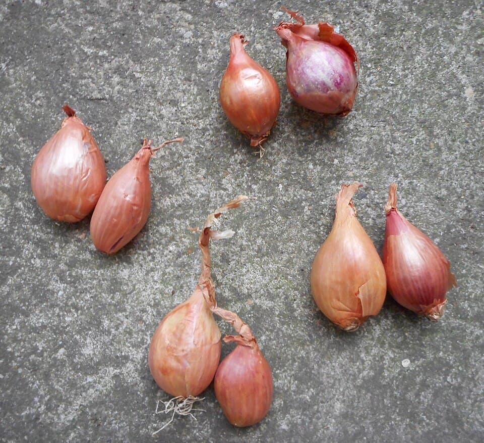 Illustration de Échalote