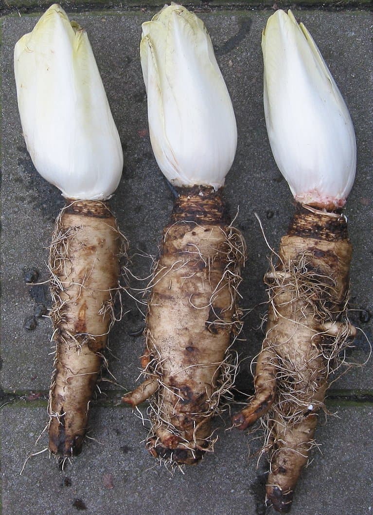 Illustration de Endive
