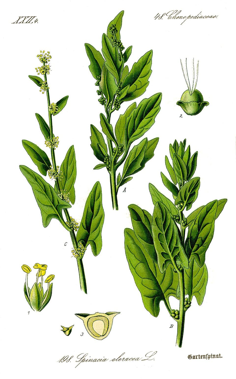 Illustration de Épinard